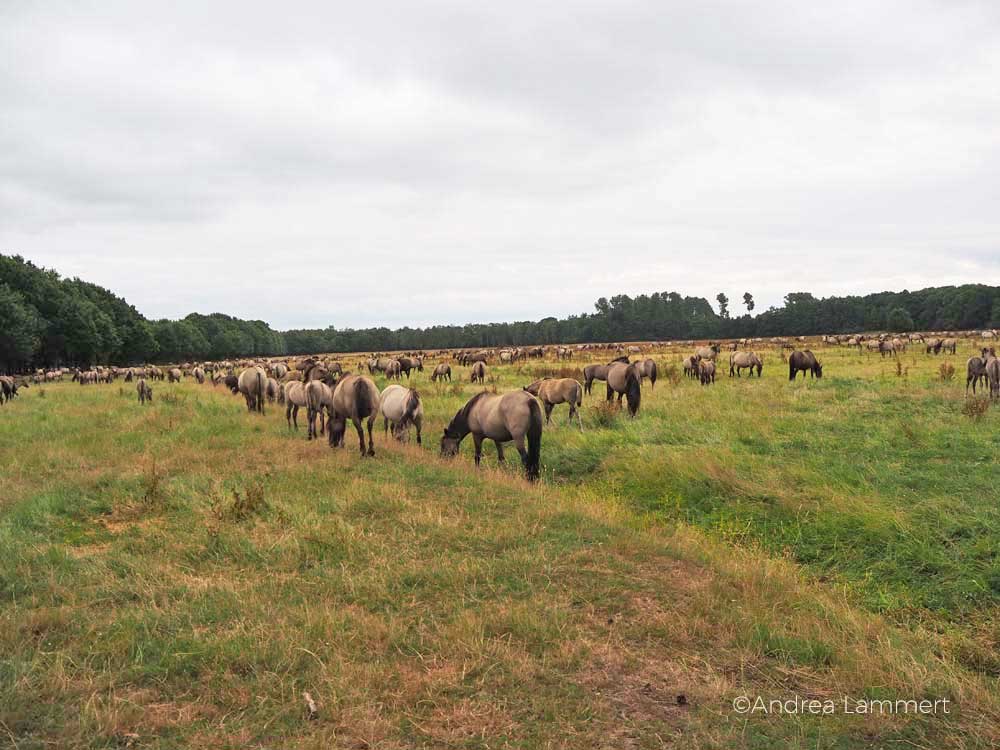 Wildpferde Deutschland: Im Merfelder Bruch bei Dülmen leben die grau gefärbten Tiere ganz auf sich gestellt.