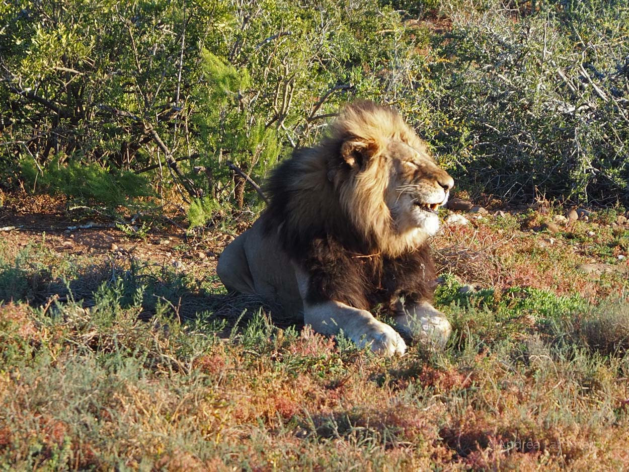 Addo-Elefantenpark in Südafrika: Perfekt, um Elefanten zu beobachten, aber auch Löwen, Zebras, Warzenschweine und Büffel lassen sich blicken