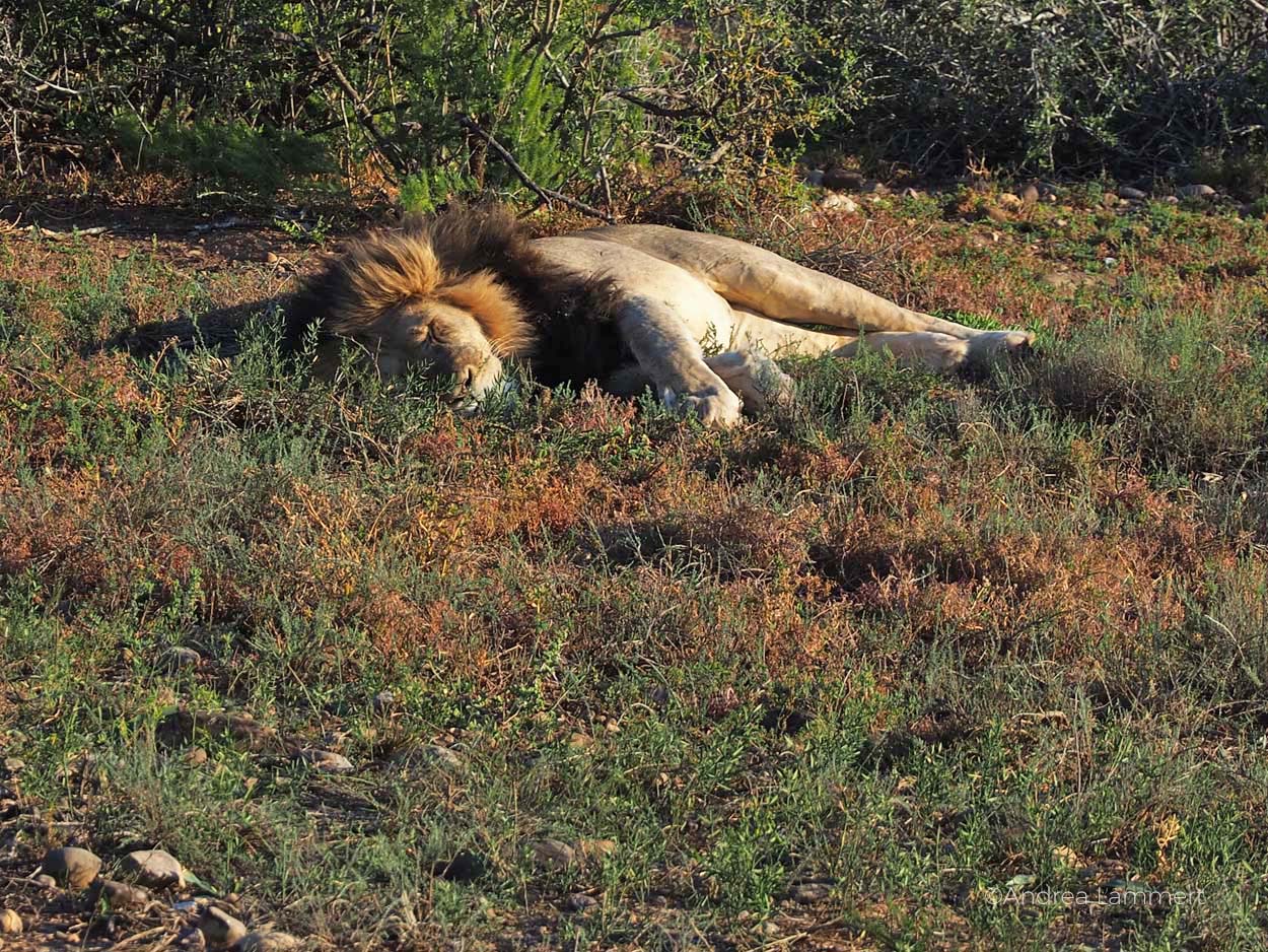 Addo-Elefantenpark in Südafrika: Perfekt, um Elefanten zu beobachten, aber auch Löwen, Zebras, Warzenschweine und Büffel lassen sich blicken