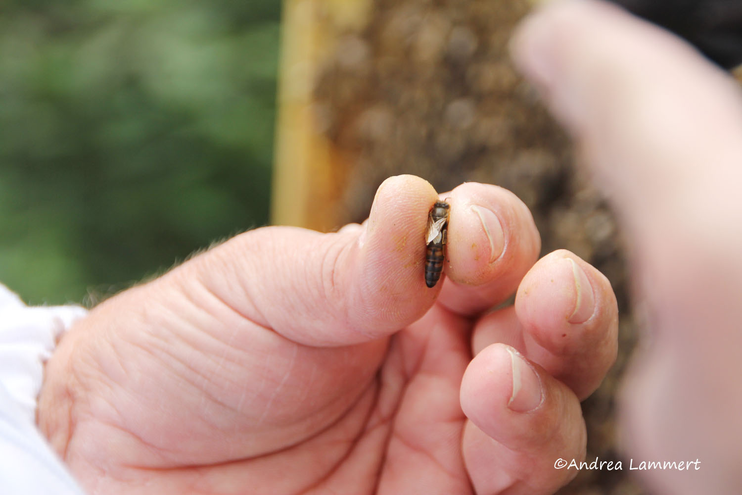 Kärnten, Imker, Bienen im Gailtal, Honig aus Kärnten, Imker Slow Food Kärnten