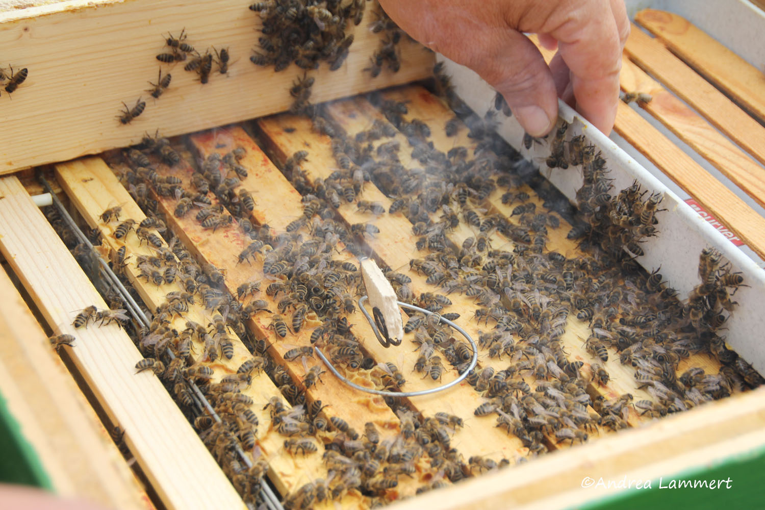 Kärnten, Imker, Bienen im Gailtal, Honig aus Kärnten, Imker Slow Food Kärnten