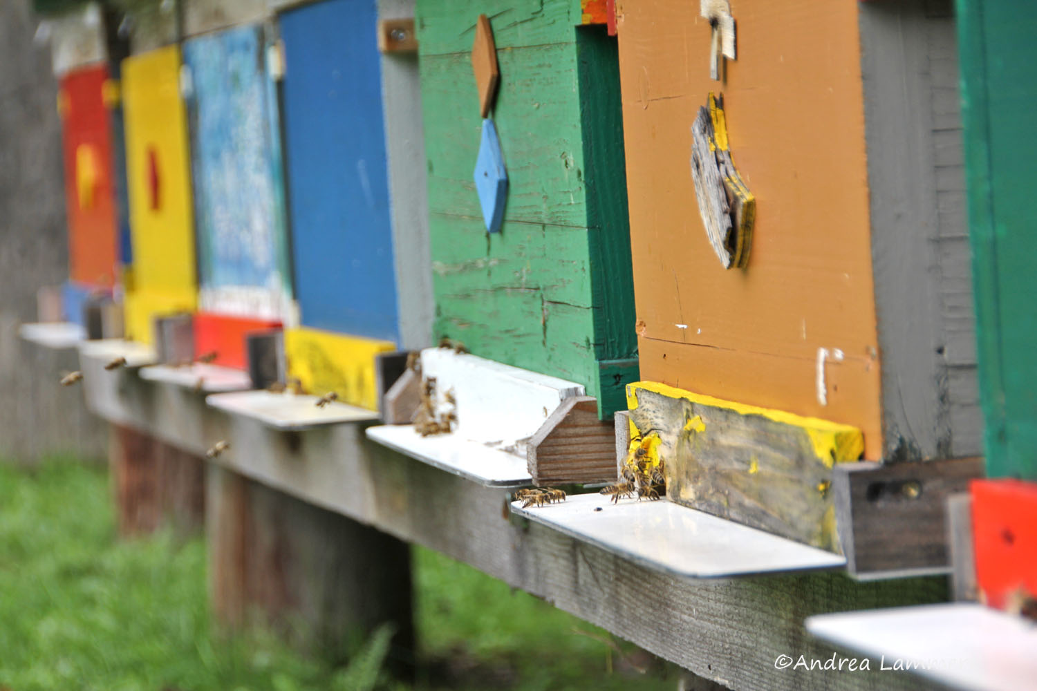 Kärnten, Imker, Bienen im Gailtal, Honig aus Kärnten, Imker Slow Food Kärnten