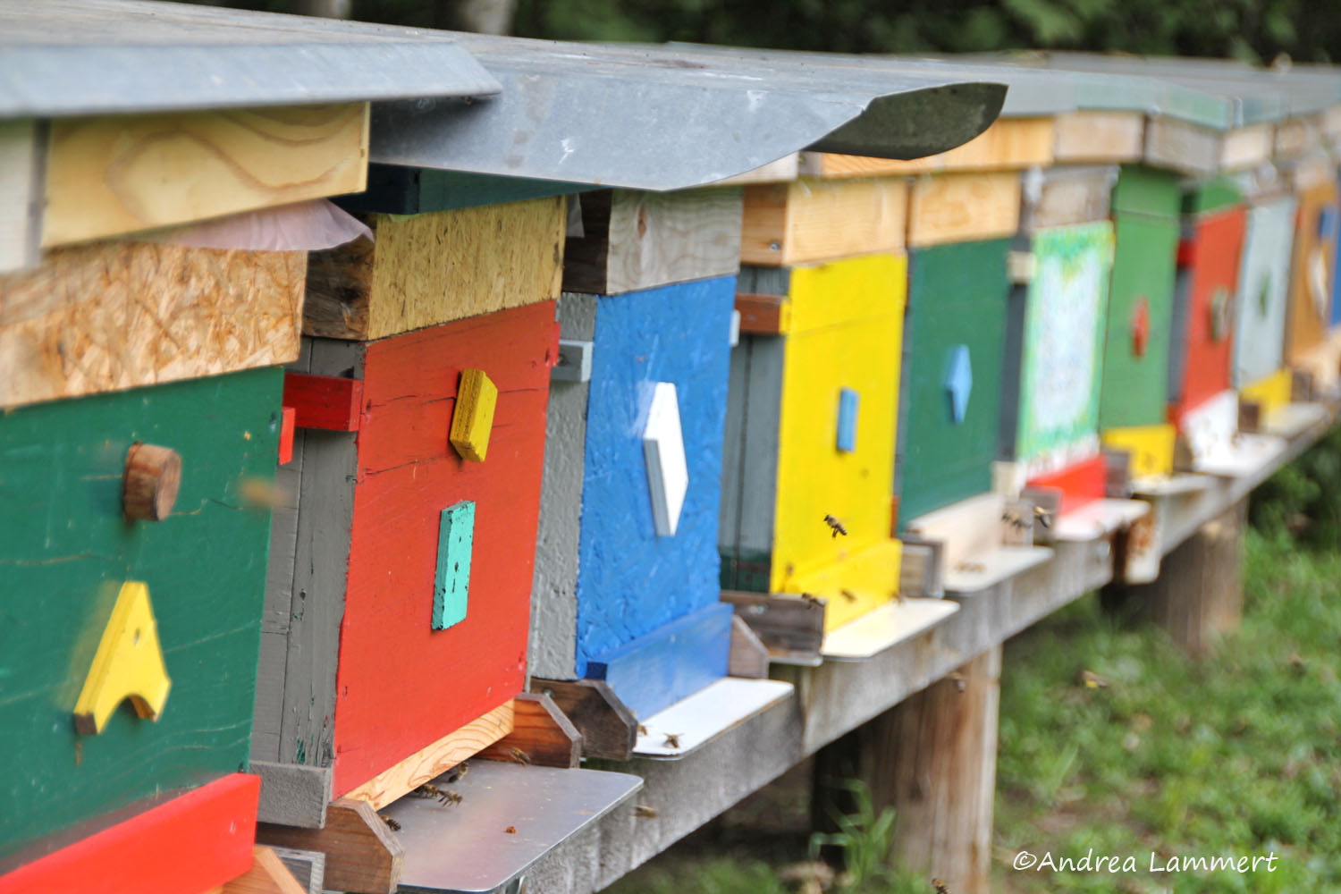 Kärnten, Imker, Bienen im Gailtal, Honig aus Kärnten, Imker Slow Food Kärnten