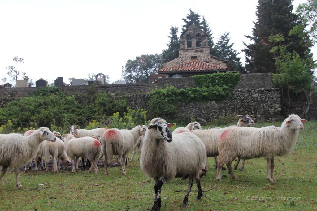 Inselhüpfen in Kroatien, Rad und Schiff in Istrien, von Krk, Cres, Rabac, Grosnjan,