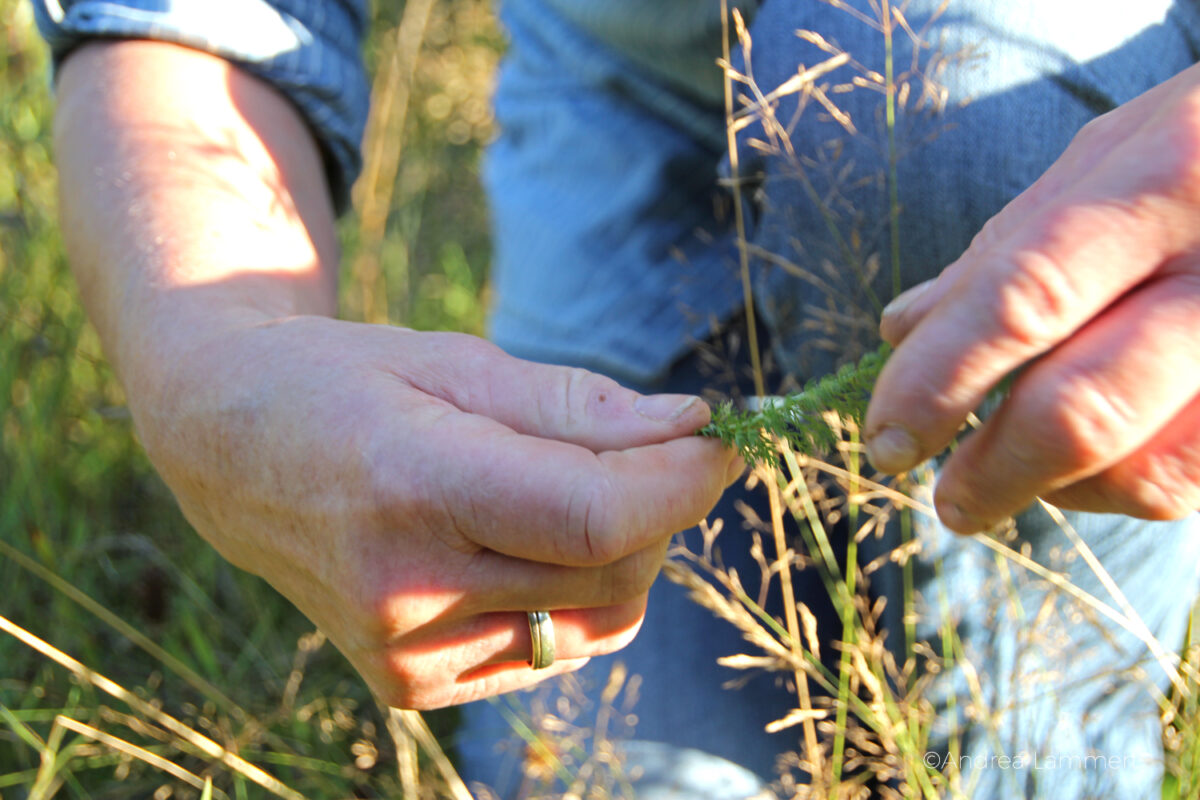 Kräuterwanderung im Harz, Elke Schnibbe, Bad Lauterberg, Kräuterführung Harz