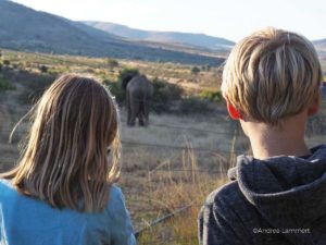 Safari mit KIndern im südafrikanischen Reservat Pilanesberg: Mit Kindern ideal und man sieht oft alle Big 5
