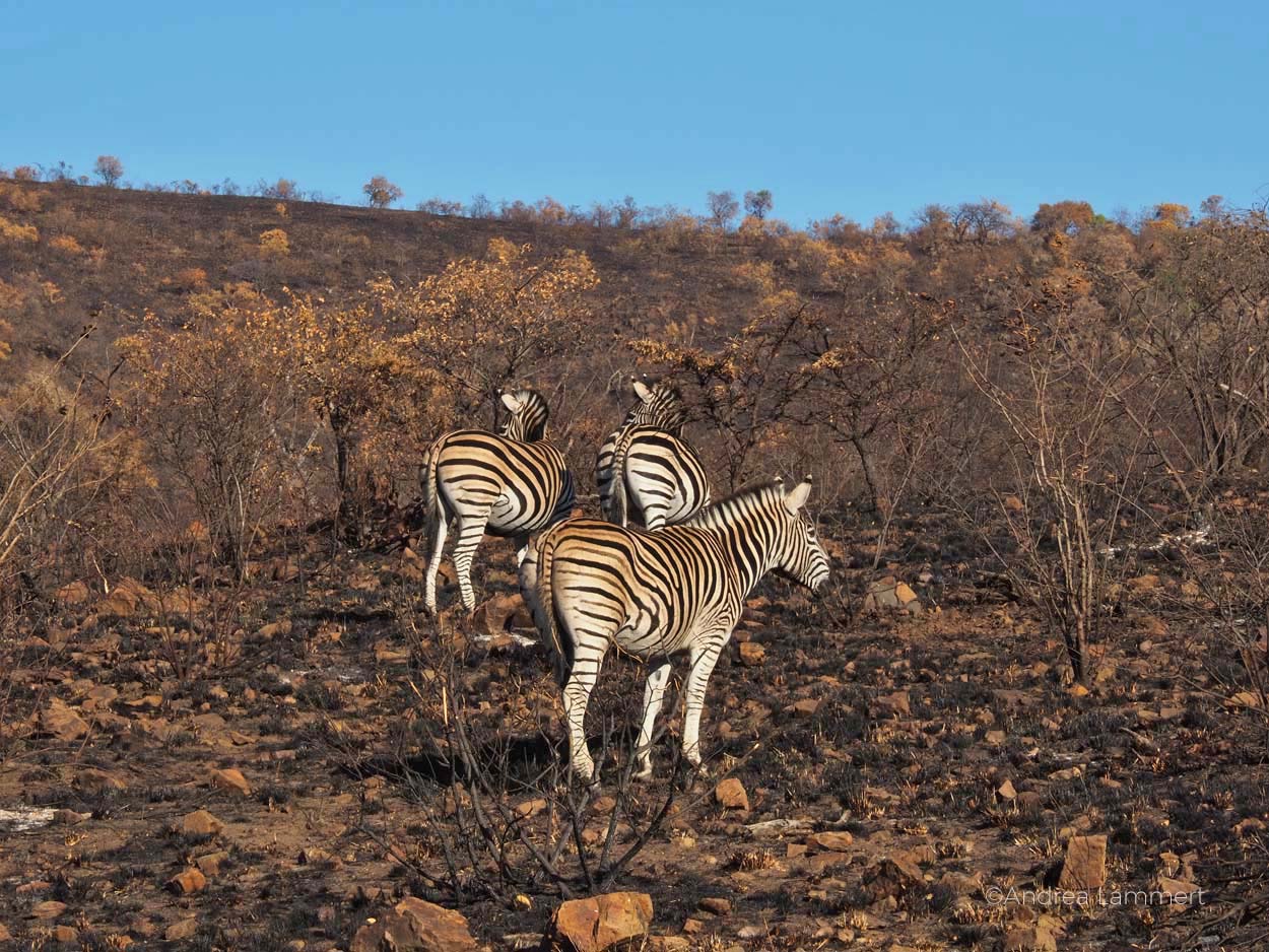 Safari mit KIndern im südafrikanischen Reservat Pilanesberg: Mit Kindern ideal und man sieht oft alle Big 5