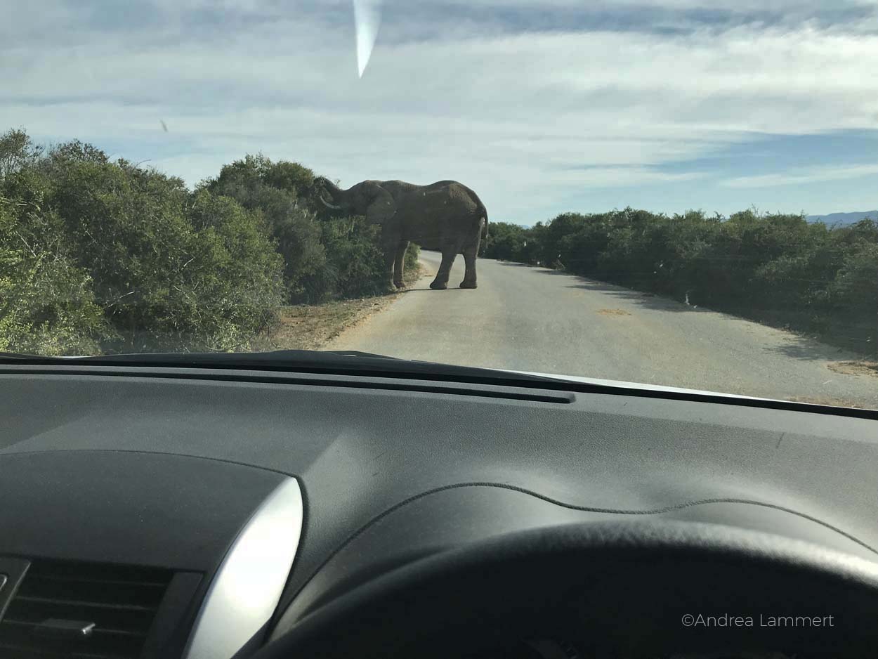 Autofahrenn in Südafrika ist ganz anders als in Deutschland, nicht nur wegen des Linksverkehrs, sondern auch wegen der Tiere und der anderen Regeln.