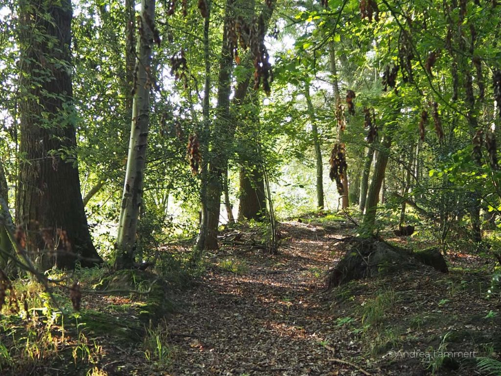 Bad Zwischenahn: Übernachten im Baumhaus-Hotel