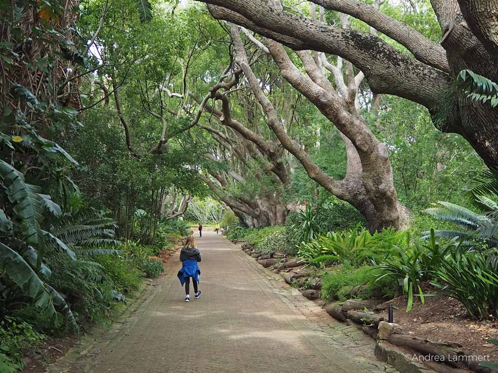 Der bonatische Garten von Kirstenbosch hat viele traumhafte Ecken mitten in Kapstadt