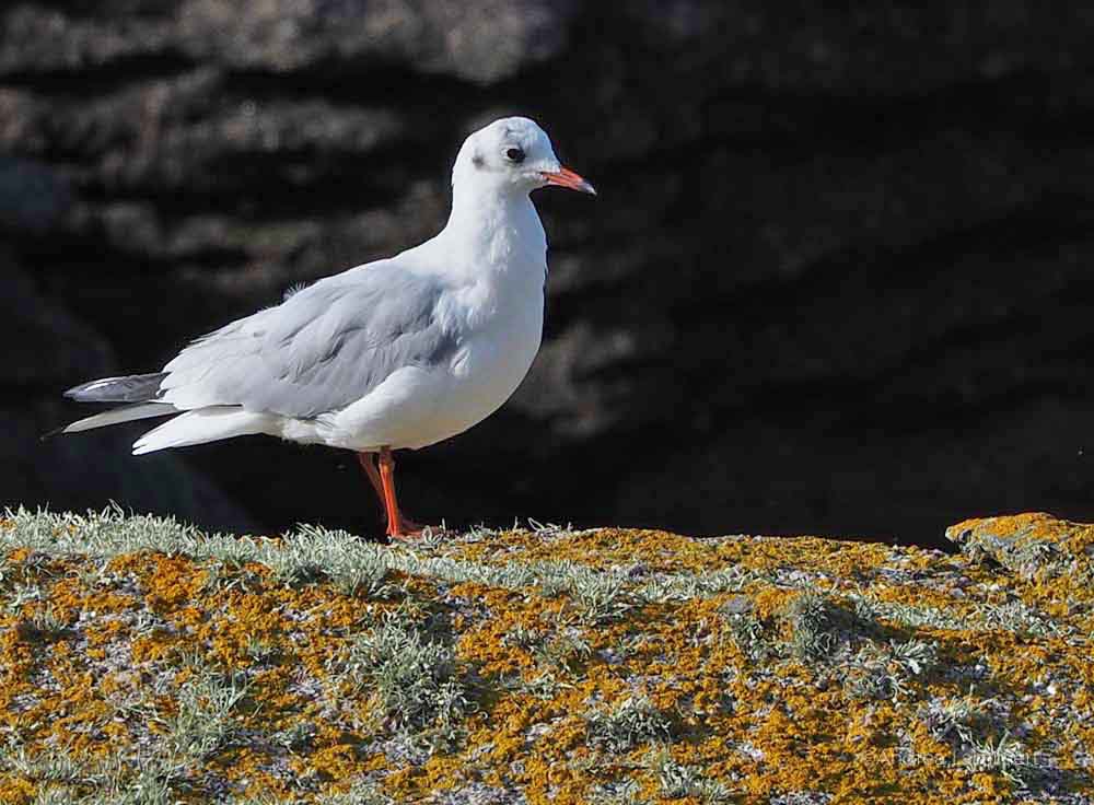 Birdwatching in der Bretagne, Cote des Legendes, Tipps, Vogelbeobachtung in der Bretagne