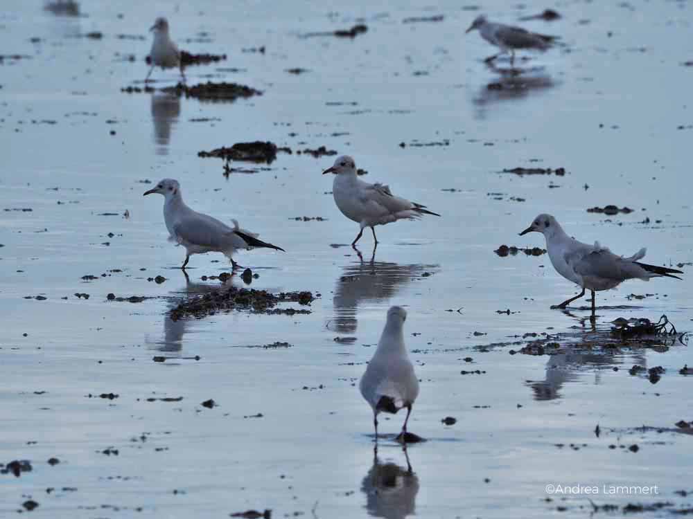 Niedersächsische Nordseeküste: In Schillig im Wangerland gibt es Sandstrand und Dünen.