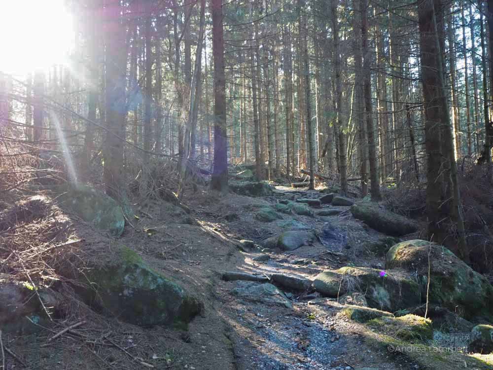 Wandern Wernigerode, Hassende, Ottofelsen: Eine schöne Tour zum Wandern im Harz, mit Zwischenstopp an der Steinernen Renne