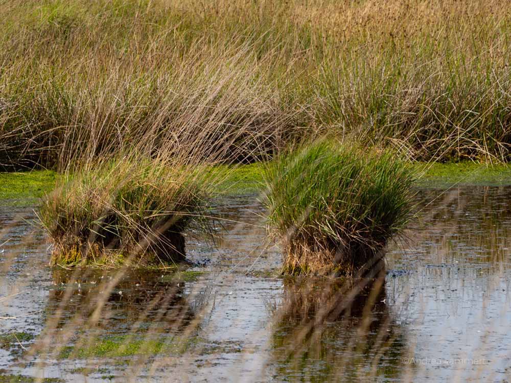 Ostfriesland im Spätsommer, Tipps, Neßmersiel, Dornumersiel, Norden