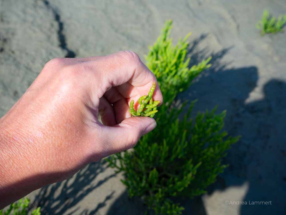 Ostfriesland im Spätsommer, Tipps, Neßmersiel, Dornumersiel, Norden