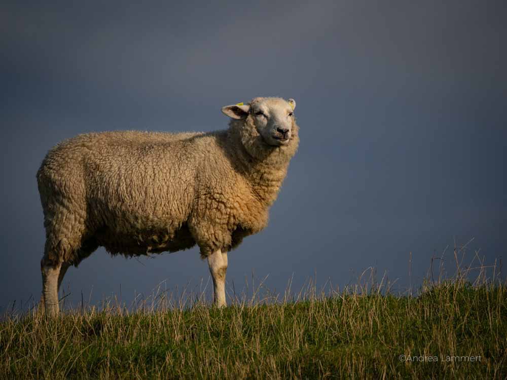 Ostfriesland im Spätsommer, Tipps, Neßmersiel, Dornumersiel, Norden