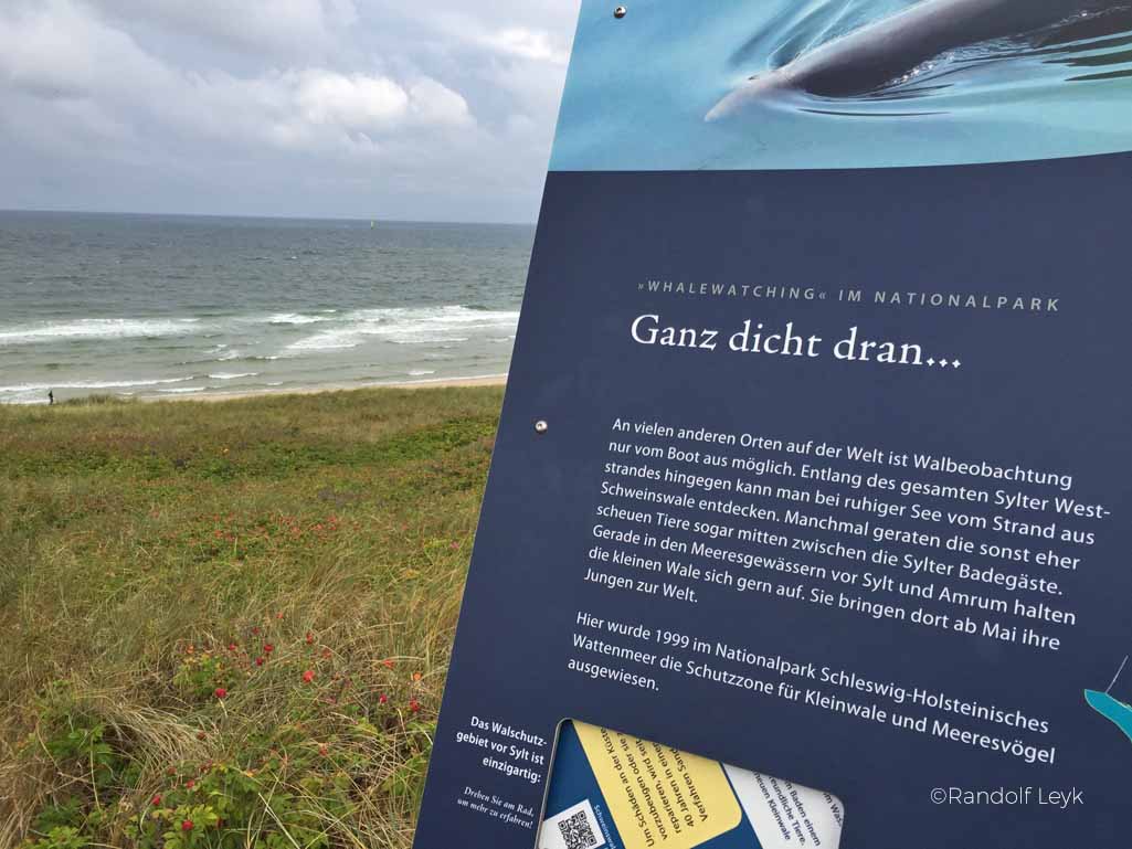 Walbeobachtung an der Nordsee, Sylt ist ein Hotspot, um Schweinswale zu sehen, es gibt sogar einen Walpfad zum Wandern, dort kann man Schweinswale von der Küste aus sehen.