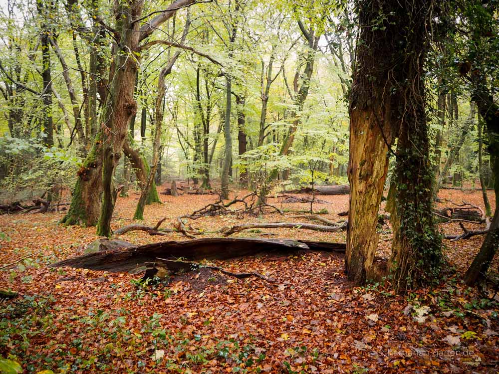 Neuenburger Urwald, Zetel, Ostfriesland, schönster Wald, Zauberwald