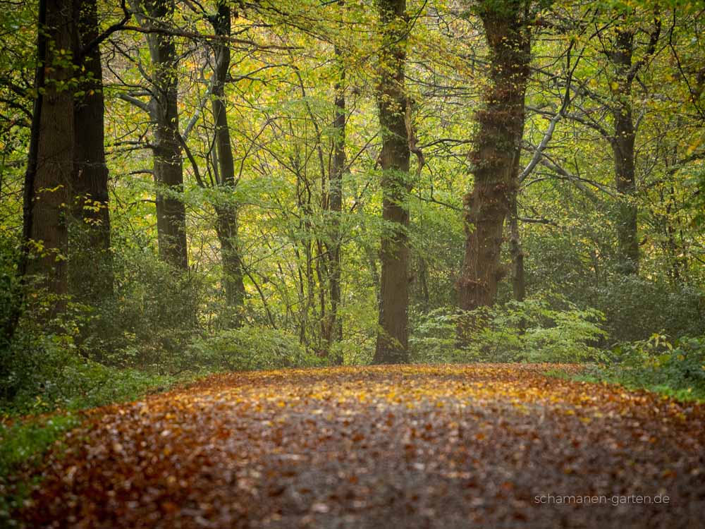 Neuenburger Urwald, Zetel, Ostfriesland, schönster Wald, Zauberwald