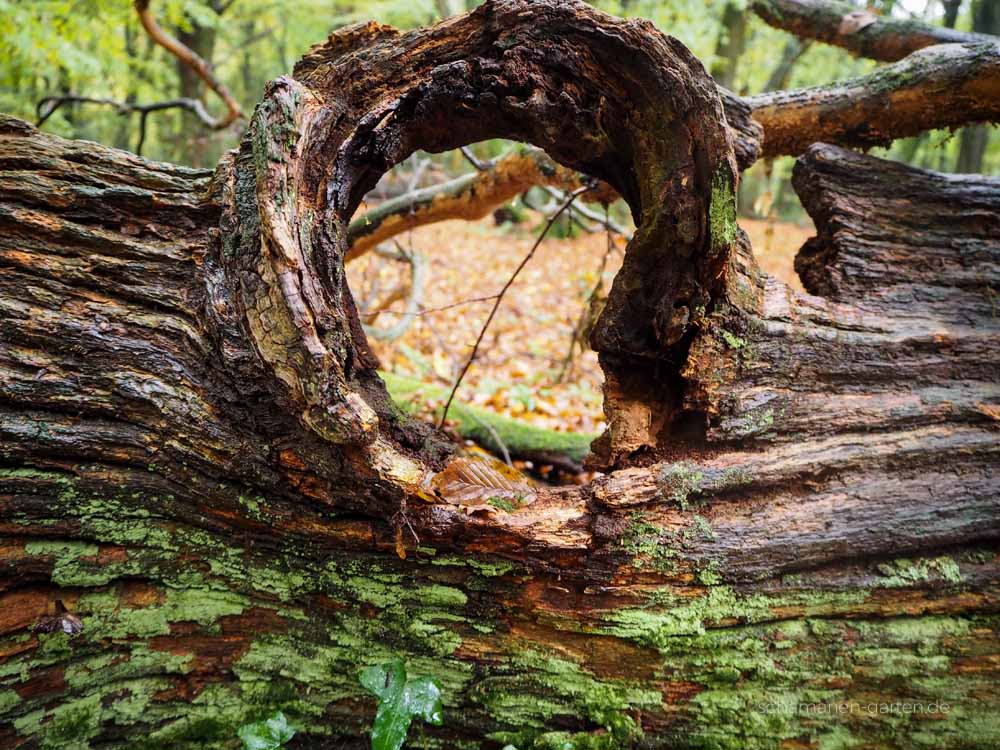 Neuenburger Urwald, Zetel, Ostfriesland, schönster Wald, Zauberwald