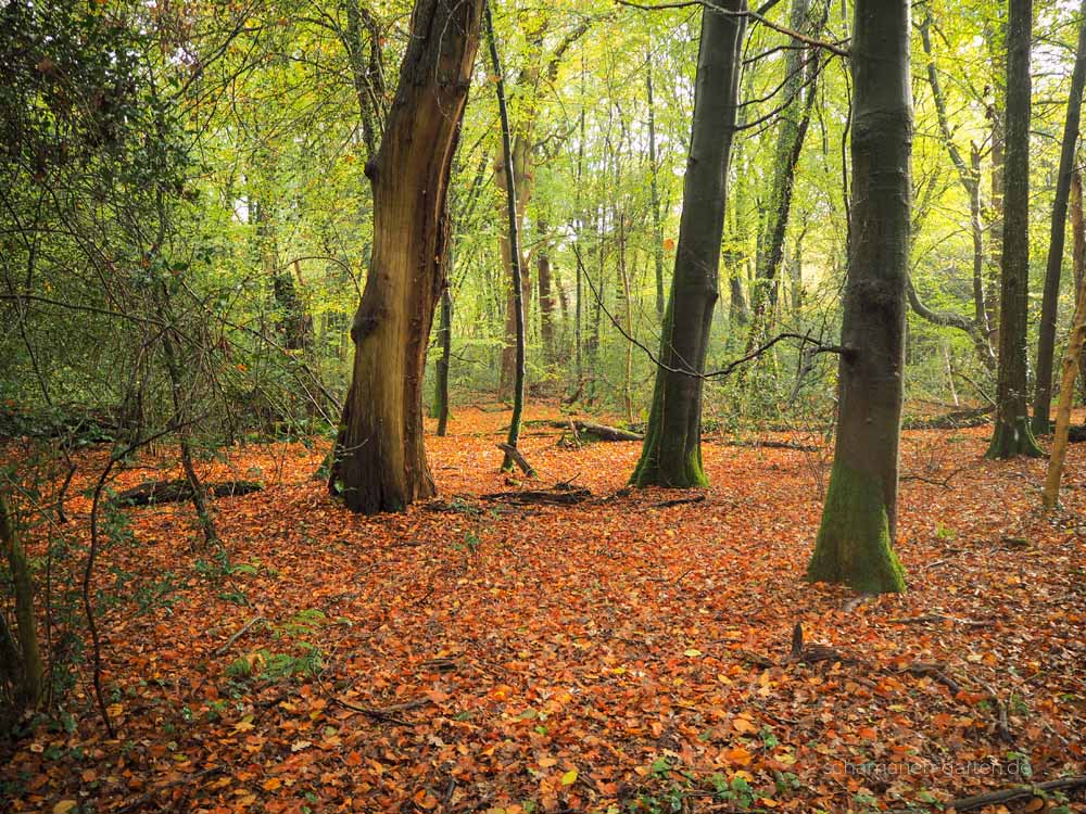 Neuenburger Urwald, Zetel, Ostfriesland, schönster Wald, Zauberwald