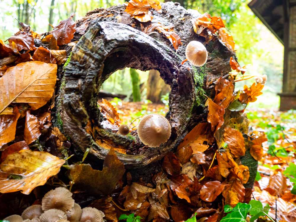 Neuenburger Urwald, Zetel, Ostfriesland, schönster Wald, Zauberwald