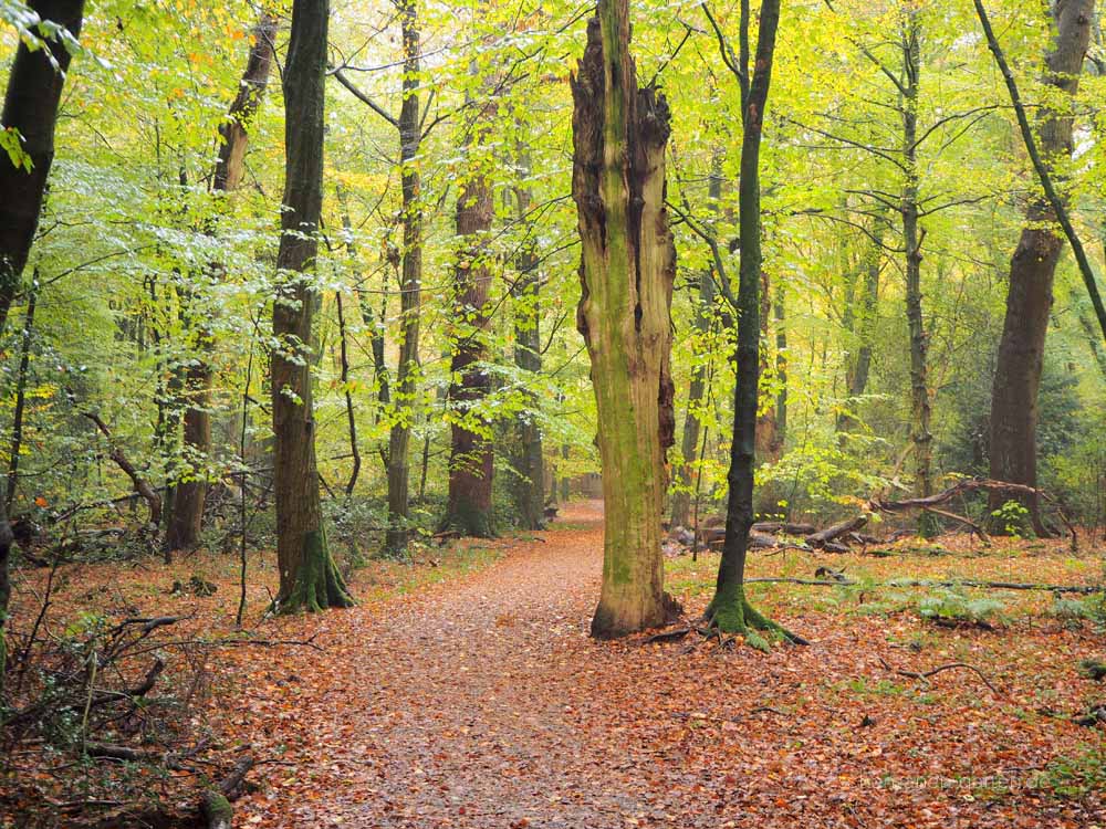 Neuenburger Urwald, Zetel, Ostfriesland, schönster Wald, Zauberwald