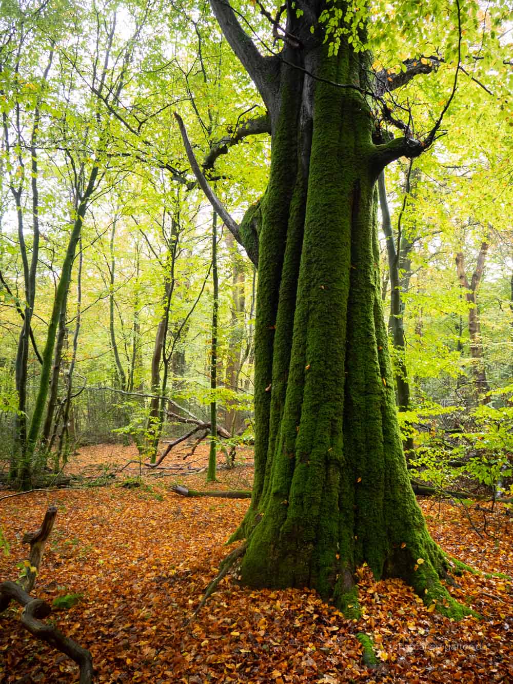 Neuenburger Urwald, Zetel, Ostfriesland, schönster Wald, Zauberwald