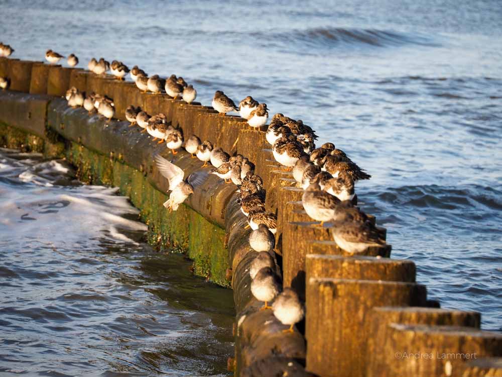 Wangerooge Ankunft, Fähre, Sehenswürdigkeiten, Karte, Urlaub auf Wangerooge Tipps