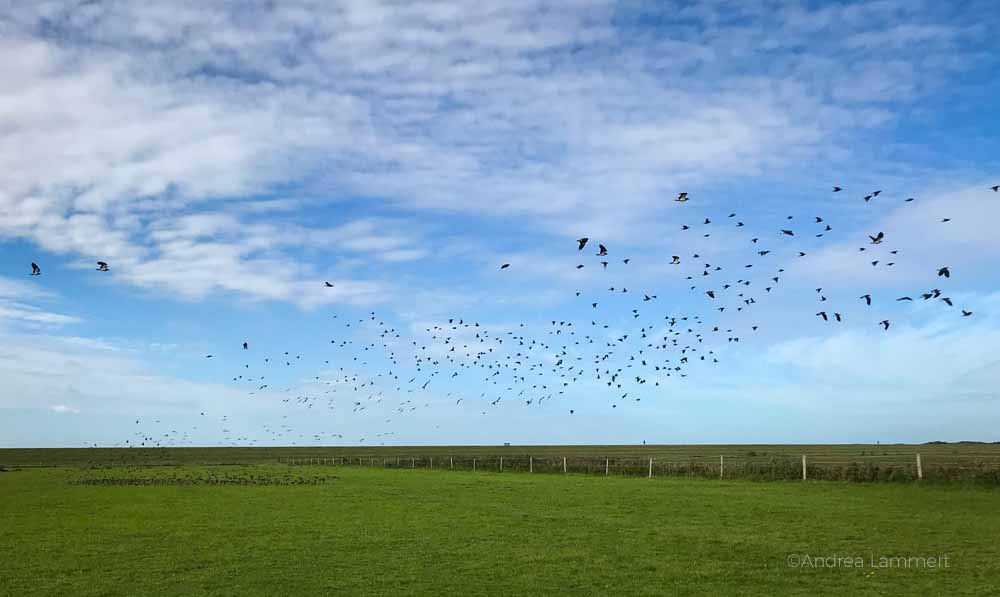 Langeoog, Fährte, Karte, Sehenswürdigkeiten, Wetter, News, Inselbahn, Veranstaltungen, Bilder, Nordsee, Reiseführer, Tipps