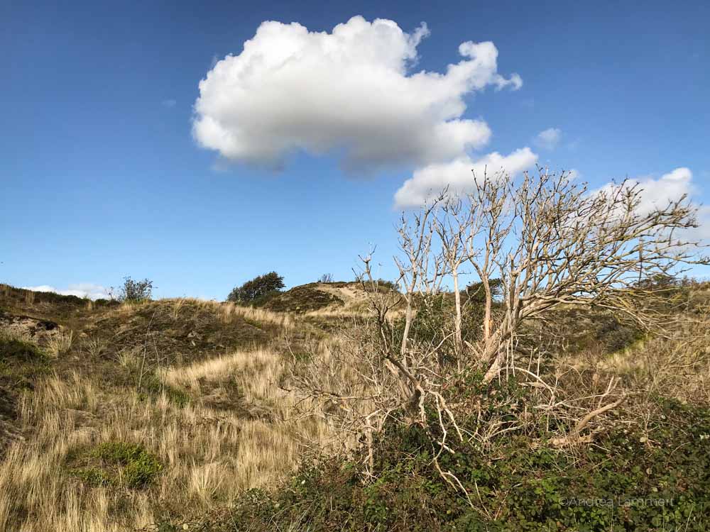 Langeoog, Fährte, Karte, Sehenswürdigkeiten, Wetter, News, Inselbahn, Veranstaltungen, Bilder, Nordsee