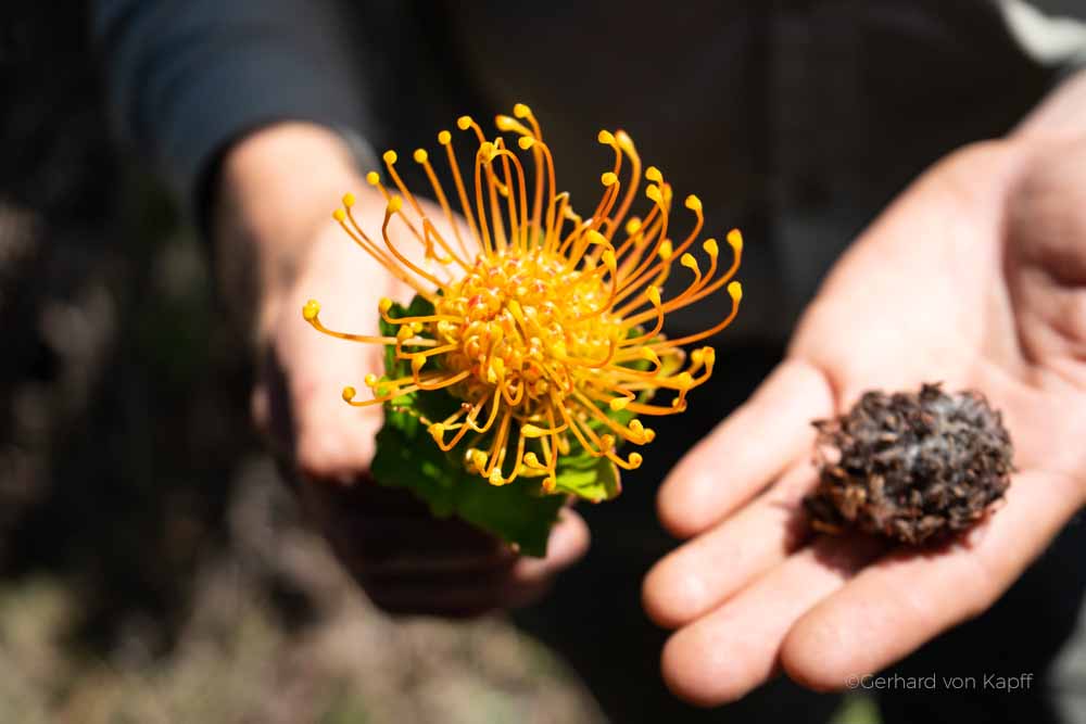 Insekten in Südafrika, Grootbos bei Hermanus,