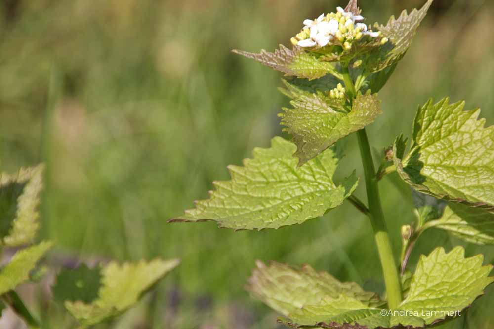 Knoblauchrauke, Rezepte,