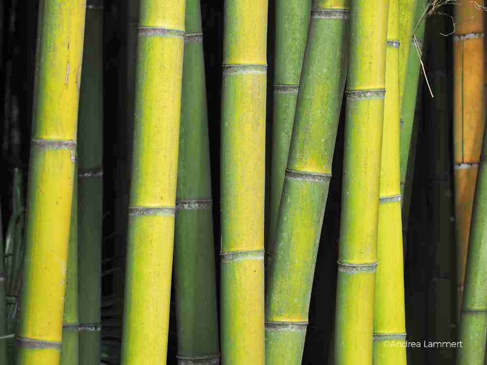 Bambouseraie de Prafrance, Anduze, Cevennen, Gard, Bambusgarten, Bambuspark, Riesenbambus, Frankreich