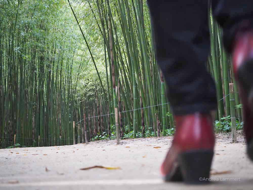 Bambouseraie de Prafrance, Anduze, Cevennen, Gard, Bambusgarten, Bambuspark, Riesenbambus, Frankreich