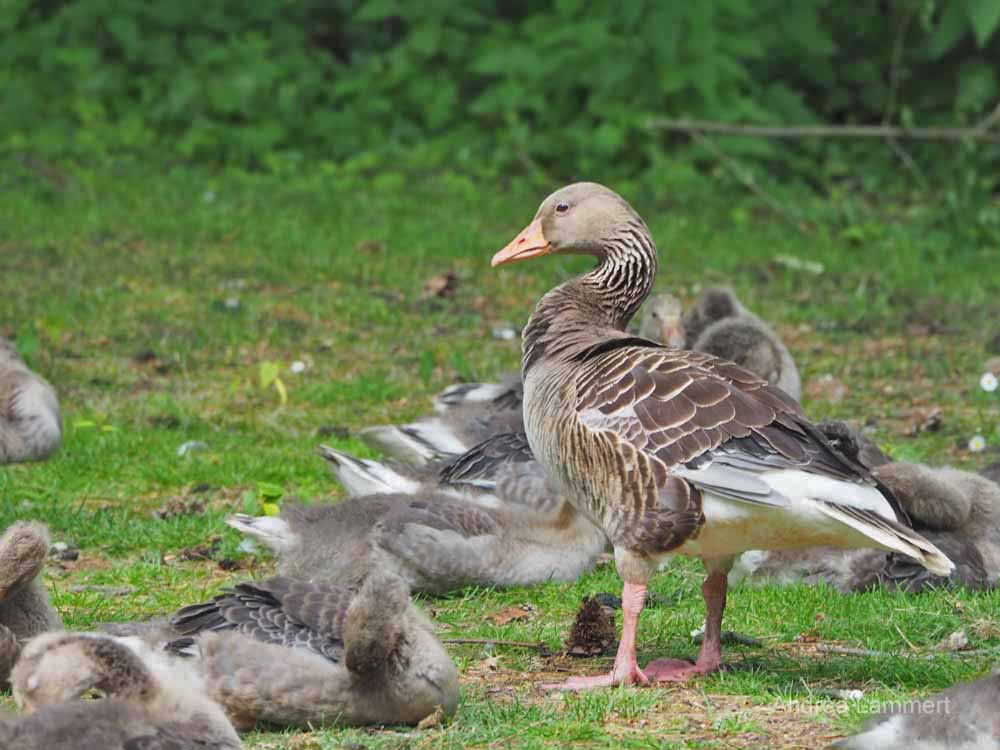 Im Bürgerpark von Braunschweig lassen sich Enten beobachten.