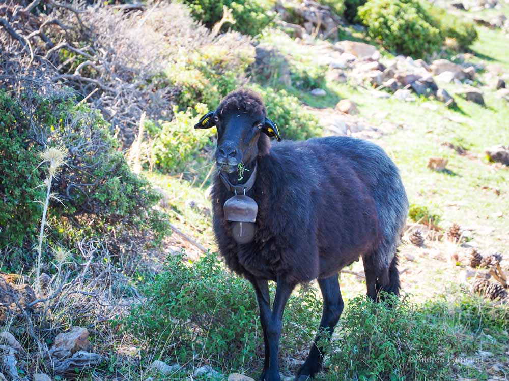 Thassos, Wanderung nach Metamorfosi, Bergdorf Kallirachi