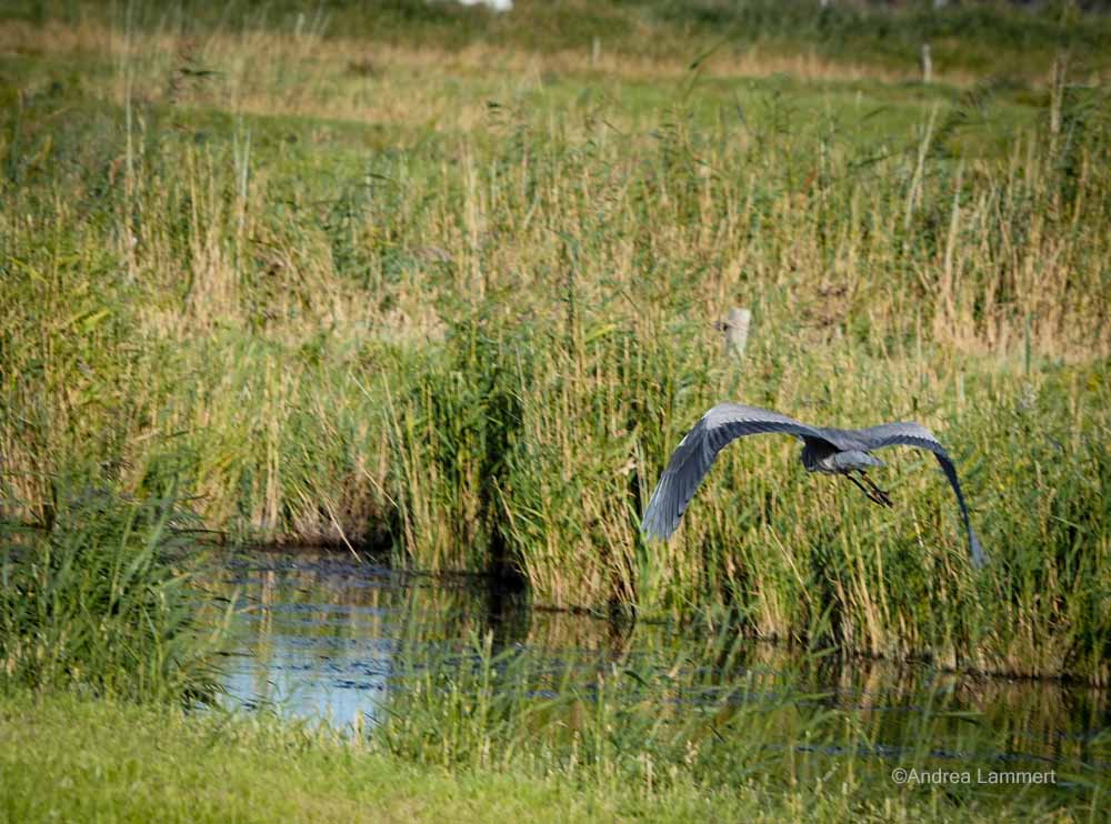 Graureiher im Flug