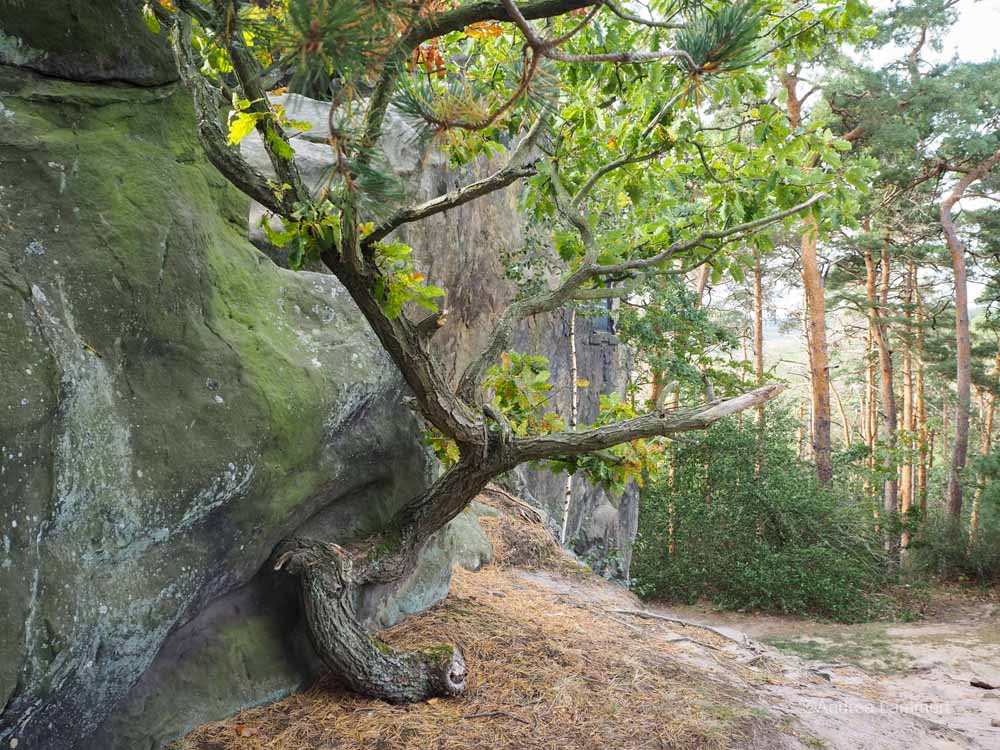 Bäume am Teufelsmauerstieg beim Wandern