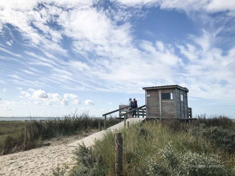 Vogelbeobachtung Ostfriesland, flinthörn auf Langeoog