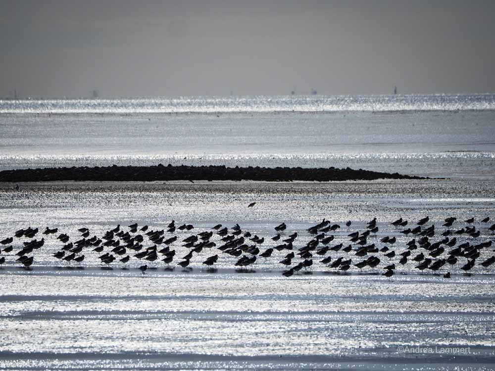 Vogelbeobachtung Ostfriesland