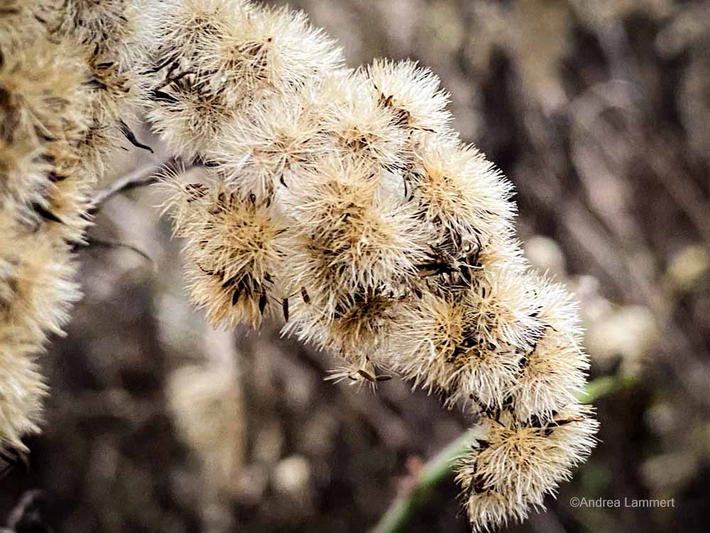 Koldinger Seen, Wanderung, Leineaue