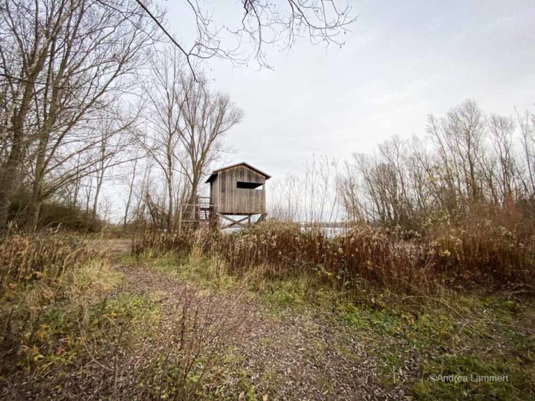 Vogelbeobachtung an den Koldinger Seen I indigoblau.de