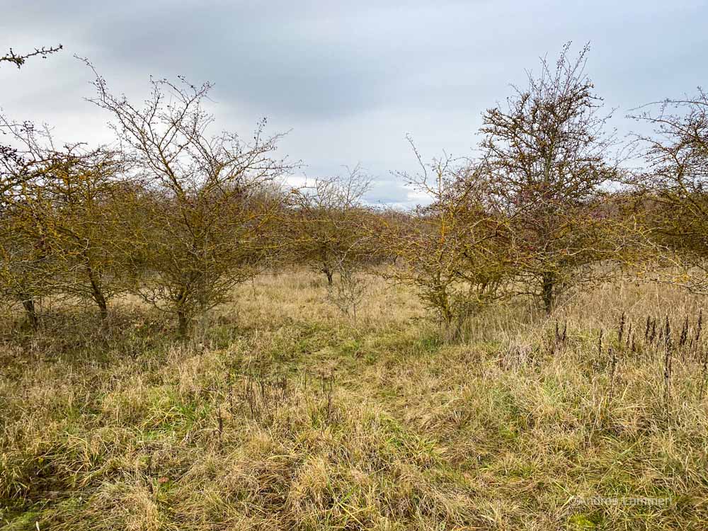 Koldinger Seen, Wanderung, Leineaue