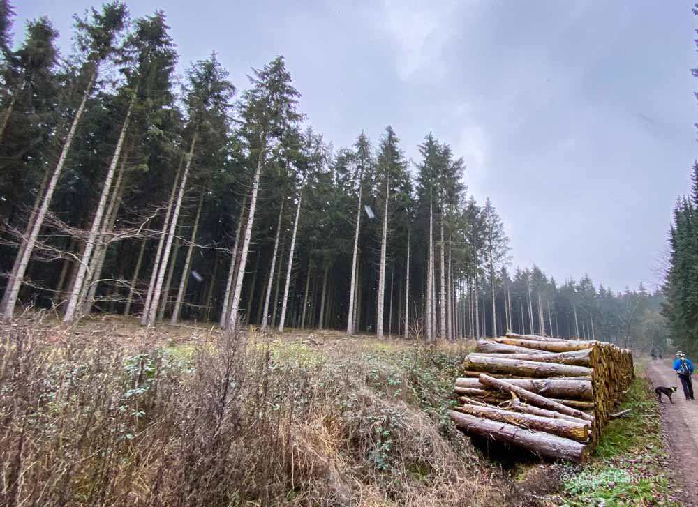 Wandern im Deister, Alte Teufel, Wennigsen, Nienstedt, Nordmannsturm