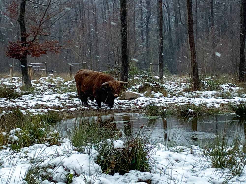 Winterwanderung im Osterwald bei Eldagsen, Hutewald