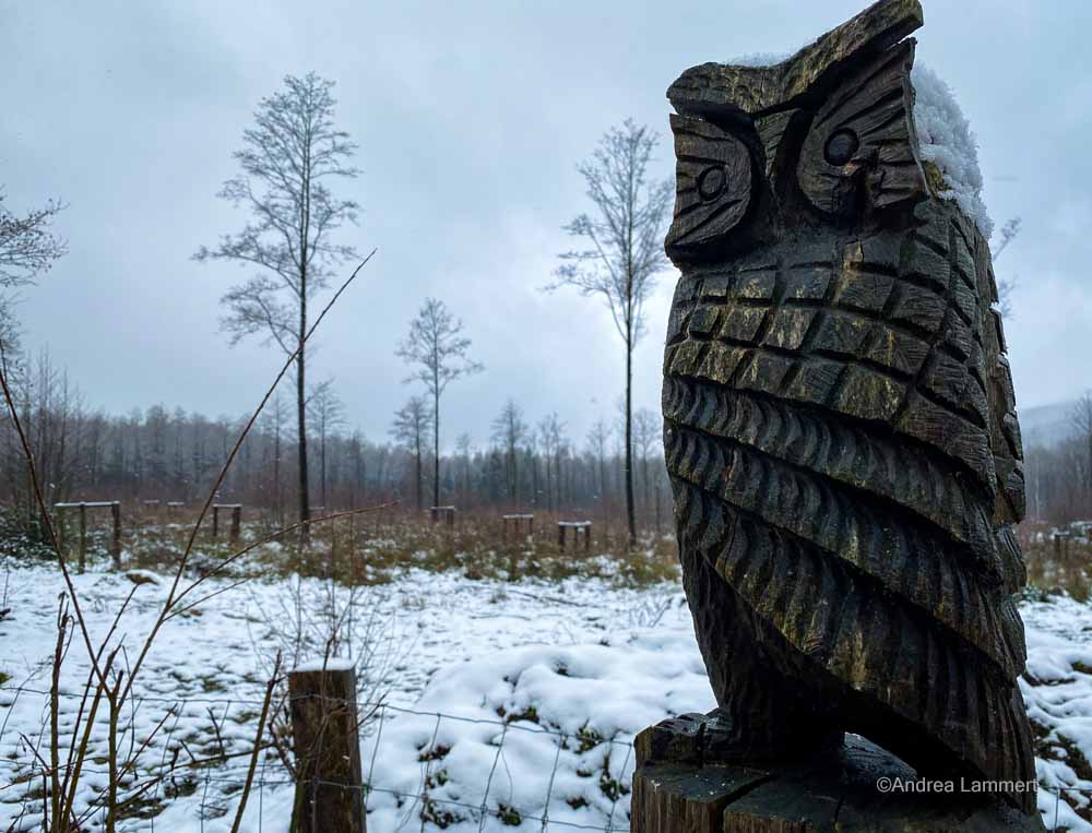 Winterwanderung im Osterwald bei Eldagsen, Hutewald