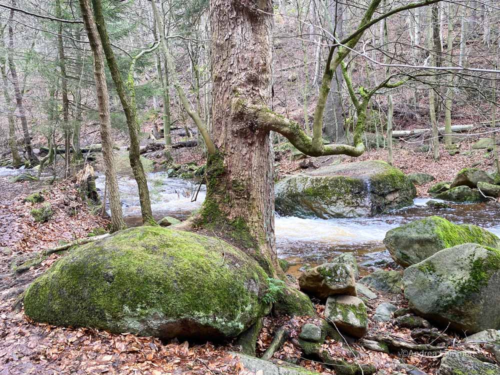 Harz, wandern im Ilsetal, Brocken, Ilsefälle