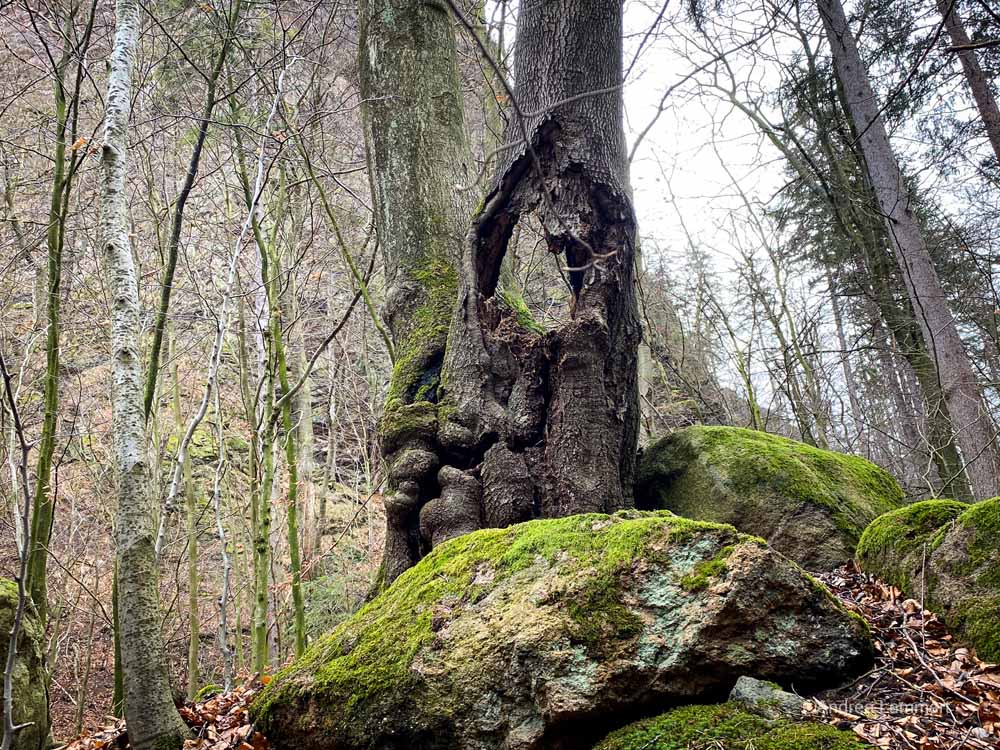 Harz, wandern im Ilsetal, Brocken, Ilsefälle