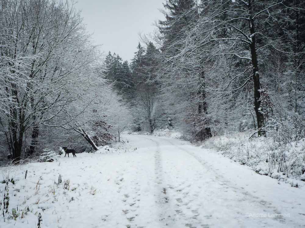 Winterwanderung im Osterwald bei Eldagsen, Hutewald